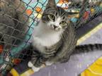 Adopt Trixie 3587A a Domestic Short Hair