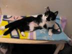 Adopt Abby 3587B a Tuxedo