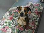Adopt Brin 3668 a Pit Bull Terrier