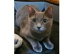 Adopt Luna a Domestic Short Hair, Russian Blue