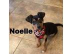 Adopt Noelle a Beagle