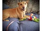 Adopt Roxy a Labrador Retriever
