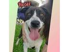 Adopt Rosie a Catahoula Leopard Dog, Mixed Breed