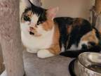 Adopt Nani a Domestic Short Hair