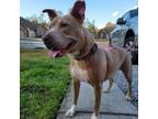 Adopt Scarlett a Pit Bull Terrier