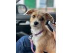 Adopt MIEL a Terrier