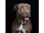 Adopt Freeda a Pit Bull Terrier