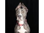 Adopt Jessica Rabbit a Pit Bull Terrier