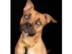Adopt Willow a Mixed Breed, Boxer
