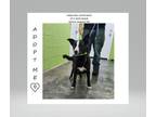 Adopt T429 a German Shepherd Dog, Rat Terrier