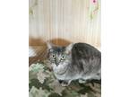 Adopt Gracie a American Shorthair