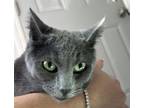 Adopt Scarlett (& Hamilton) a Russian Blue