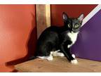 Adopt Tommie (& Jerry) a Domestic Short Hair