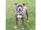 Adopt BIGNATIUS MACINTOSH a Pit Bull Terrier