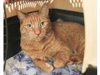 Adopt Elijah (Eli) a Domestic Short Hair, Tabby