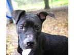 Adopt Bruno Flowers a Pit Bull Terrier