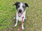 Adopt BO a Catahoula Leopard Dog, Mixed Breed