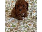 Poodle (Toy) Puppy for sale in Norman, OK, USA