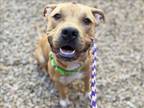 Adopt TAZZ* a Shar-Pei, Mixed Breed