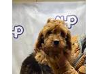 Cavapoo Puppy for sale in Carthage, TN, USA