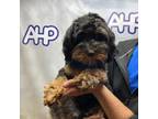 Cavapoo Puppy for sale in Carthage, TN, USA