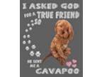 Cavapoo Puppy for sale in Vero Beach, FL, USA