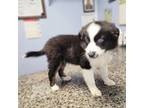 Miniature Australian Shepherd Puppy for sale in Citra, FL, USA