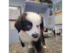 Miniature Australian Shepherd Puppy for sale in Citra, FL, USA