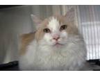 Adopt Patches a Domestic Long Hair