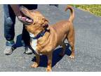 Adopt BUSTER BROWN a Staffordshire Bull Terrier