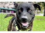 Adopt DICE a German Shepherd Dog, Staffordshire Bull Terrier