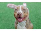 Adopt Arlo a Pit Bull Terrier