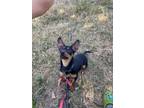 Adopt Slinky-Adoption Pending a Dachshund, Miniature Pinscher