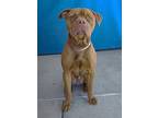 Adopt BEAST a Pit Bull Terrier