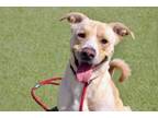 Adopt PAWSON a Jindo, Mixed Breed