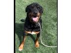 Adopt DANDY a Rottweiler, Mixed Breed