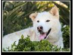 Adopt SABRE a Siberian Husky