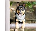 Adopt DEOGE a German Shepherd Dog, Australian Cattle Dog / Blue Heeler