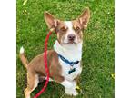 Adopt Yogi a Corgi