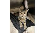 Adopt Dune a Domestic Short Hair