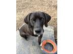 Adopt Fritz a Basset Hound, Labrador Retriever