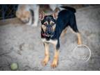 Adopt Comet a German Shepherd Dog