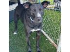 Adopt Cielito a Black Mouth Cur, Border Collie