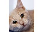 Adopt Rust a Domestic Short Hair