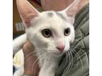 Adopt Guppie (bonded to Minnow) a Domestic Short Hair