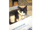 Adopt Teddie a Domestic Medium Hair