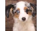 Miniature Australian Shepherd Puppy for sale in Crawford, CO, USA