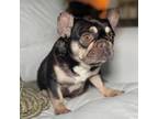 female french bulldog