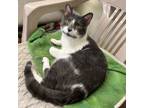 Adopt Bandit a Domestic Short Hair