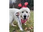 Adopt Sirius - Beautiful Boy - Bonded With Cylius -Needs Foster a Great Pyrenees